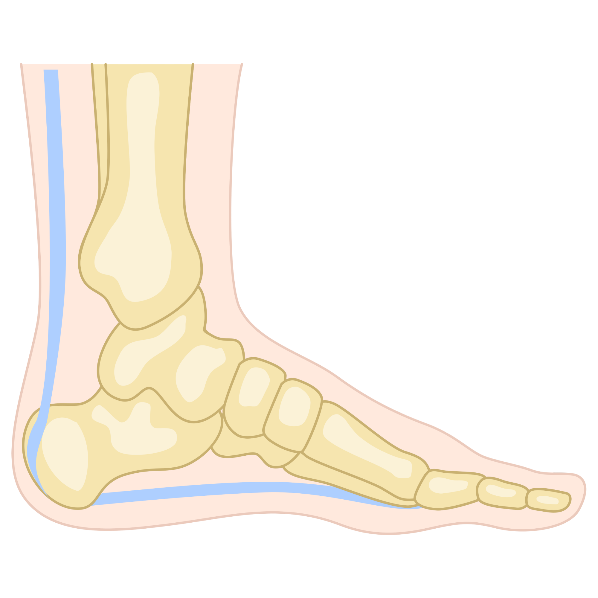 Medical foot anatomy diagram showing bones, tendons, and common condition locations